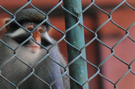 What Is Animal Trafficking and What Is the Most Trafficked Animal?