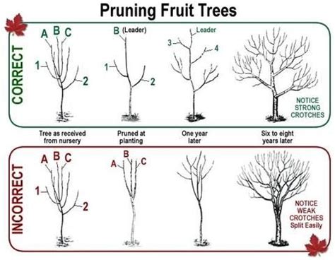 Pear Tree Planting Guide – Plant Me Green | Fruit tree garden, Pruning ...