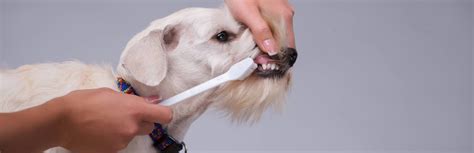 12 Best Toothbrushes For Dogs (Buying Guide) 2018