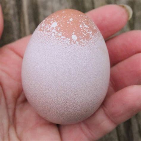 brahma egg | Pampered Chicken Mama: Raising Backyard Chickens