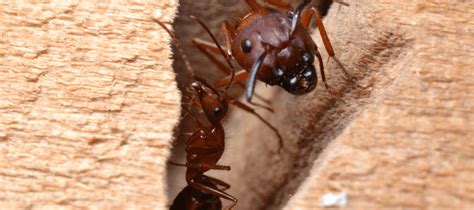 Common Signs of a Carpenter Ant Infestation | ABC Blog