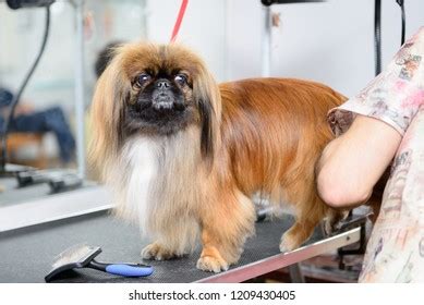 204 Pekingese Grooming Images, Stock Photos, 3D objects, & Vectors | Shutterstock