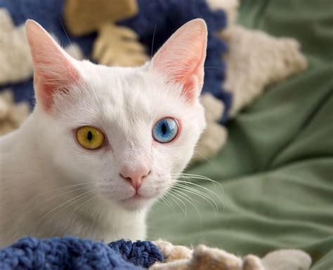 File:June odd-eyed-cat.jpg - Wikipedia