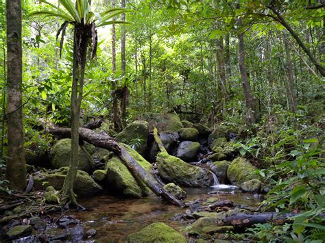 File:Lowland rainforest, Masoala National Park, Madagascar (4026784053).jpg - Wikimedia Commons