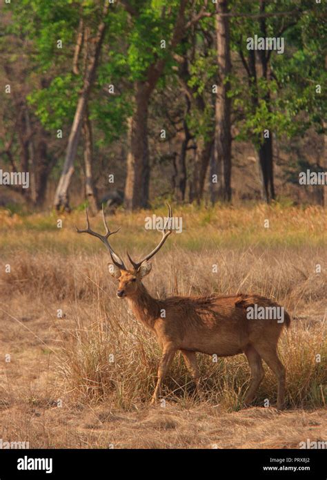 Barasingha - at Kanha National Park Stock Photo - Alamy