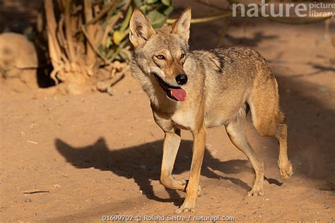 Stock photo of Arabian wolf (Canis lupus arabs) walking across sandy desert, Sharjah ...