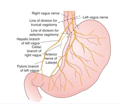 Ventral Branch of the Vagus Nerve Inervating Stomach - Healthy Living ...