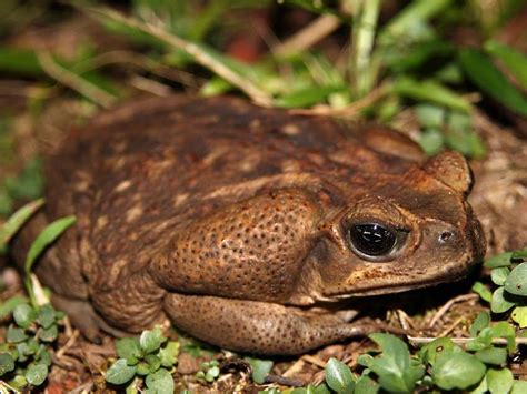 Cane Toad Habitat, Diet & Reproduction - Reptile Park | Toad, Reptile park, Australian reptile park