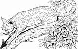 Leopard coloring Pages To Download And Print For free sketch template