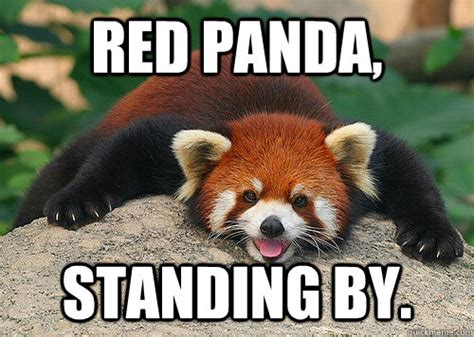 so excited for christmas - Red panda - quickmeme