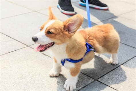 10 Best Corgi Rescues for Adoption (2024): Our Top 10 Picks!