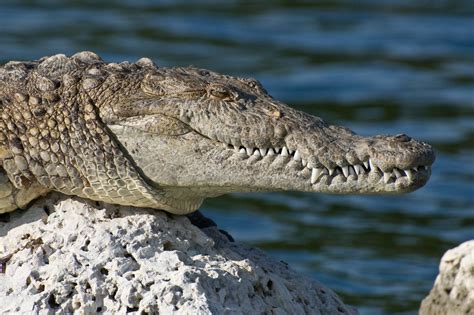File:Biscayne American Crocodile NPS1.jpg - Wikipedia