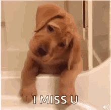 I Miss You GIFs | Tenor | Cute puppies, Cute puppy videos, Puppies gif