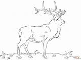 Free Printable Elk Coloring Pages  Home sketch template