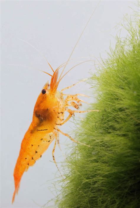 Tangerine Tiger | Pet shrimp, Freshwater aquarium shrimp, Aquarium fish