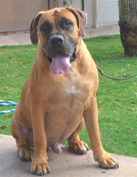 8/2015: Max 1 year old male Boerboel puppy available for adoption in AZ (8/10/2015) | Rescue ...