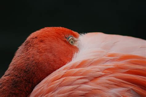 Flock Of Flamingo · Free Stock Photo