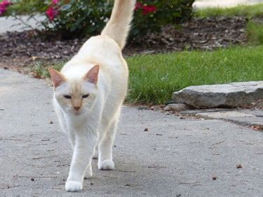 10 Flame Point Siamese Cat Personality Traits And Behaviors