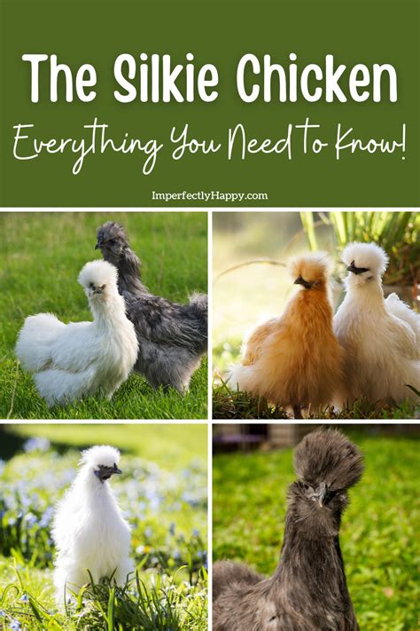 The Silkie Chicken Breed - the Imperfectly Happy home