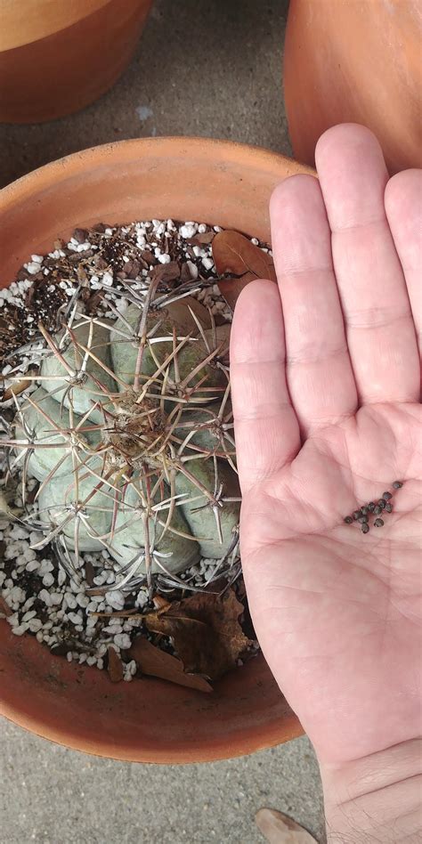 I harvested these seeds from one of my echinocactus. I have never ...