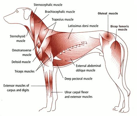 Dog Muscle Diagram Animals Dogs Assorted Assorted 2 | Dog anatomy, Animal medicine, Muscle anatomy