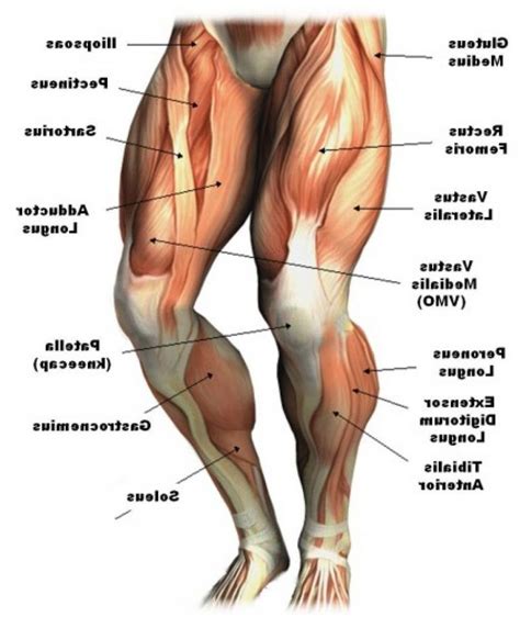 Leg Muscle Anatomy Chart | amulette