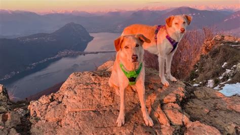 13 Best Dog Breeds For Hiking