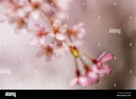 Cherry Blossom. Weeping Higan Cherry. Prunus subhirtella Pendula. April ...