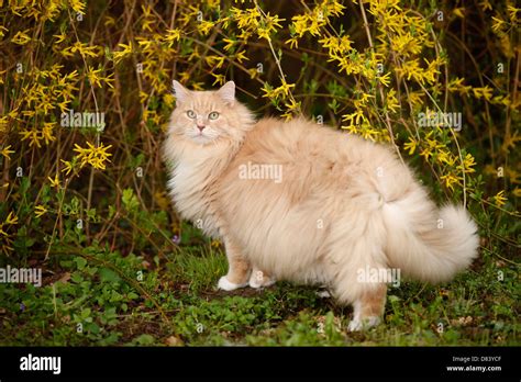 Siberian Forest Cat Stock Photo - Alamy