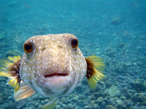 デスクトップ壁紙 : 青, 水中, リーフ, 海洋生物学, 深海魚, サンゴ礁の魚, ポム中心虫, ポマッカン科 1632x1224 ...