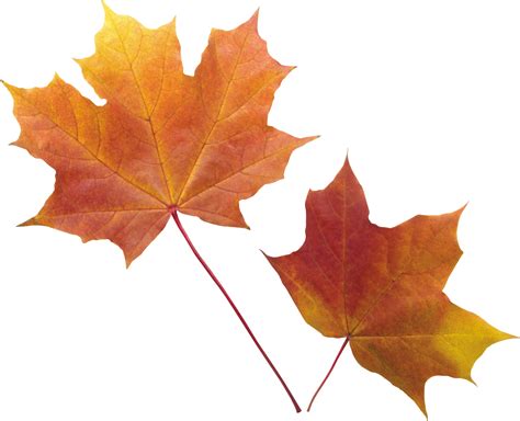Autumn Leaves Art, Fall Foliage, Leaf Images, Hd Images, Planner Doodles, Simple Leaf, Vascular ...