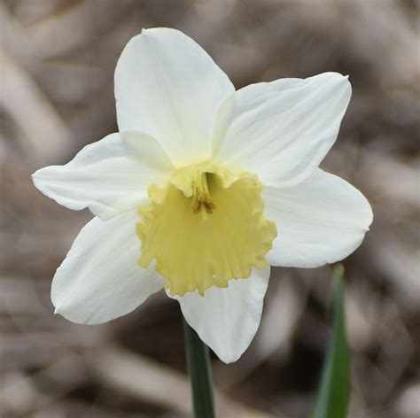 Single White Narcissus Flower