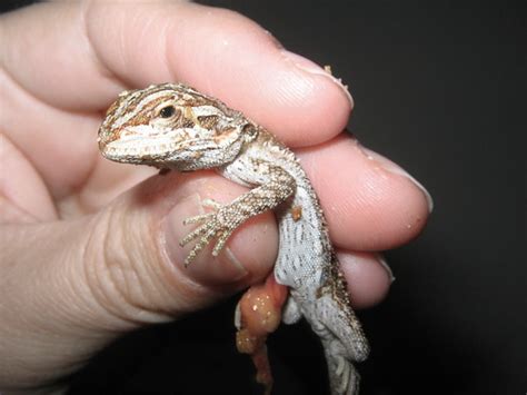 Bearded Dragon Breeding Guide: Signs, Tips, and More - Reptile District