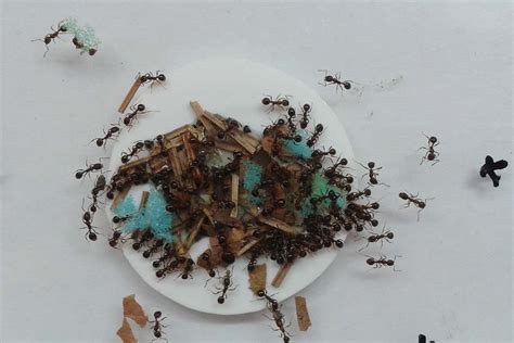 Ants craft tiny sponges to dip into honey and carry it home | New Scientist