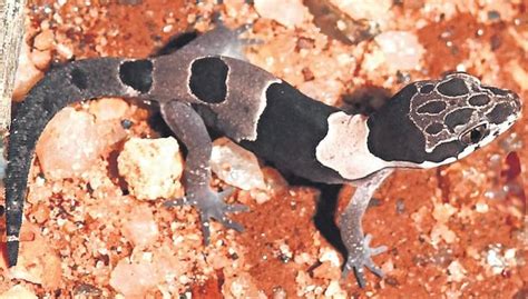 New gecko species discovered in Agasthyamalai hill range in Kanyakumari