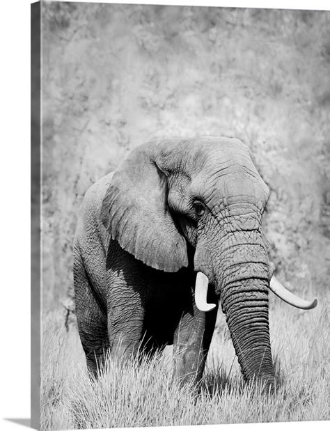 Elephant - black and white photograph Wall Art, Canvas Prints, Framed Prints, Wall Peels | Great ...