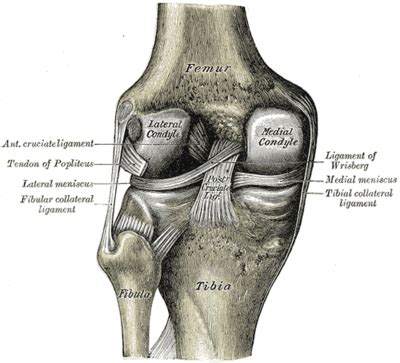 Medial Collateral Ligament of the Knee - Physiopedia