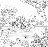 Swan Coloring Pages  ColoringBay sketch template