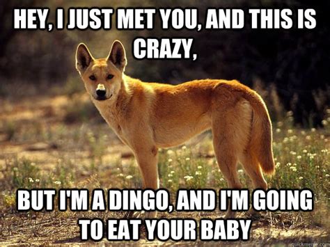 Hey, I just met you, And this is crazy, But I'm a dingo, and I'm going to eat your baby - Misc ...