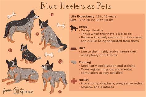 Learn About the Loyal Blue Heeler (Australian Cattle Dog)