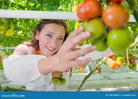 Botanist Working in Green House Stock Image - Image of scientist, house: 109194641