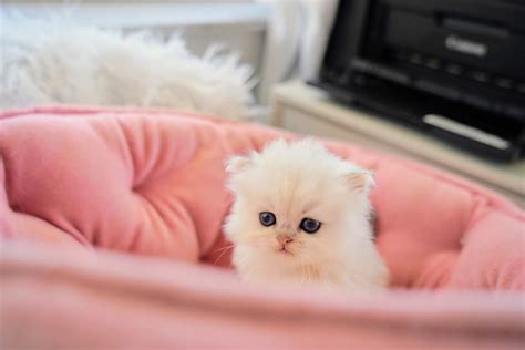 Dollface Persian Kittens | White Persian Kittens blue eyes | Maison Miami Cattery