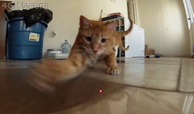 Cat-chasing-laser-pointer