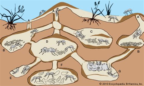 Ant Colony Structure