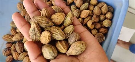 Kanha Ji Organic Mahua Seed, Packaging Type: Bag, Packaging Size: 50 Kg at Rs 660/kg in Indore