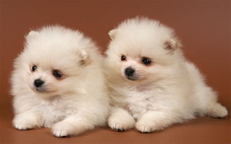 Cute Dogs And Puppies Wallpapers - Wallpaper Cave