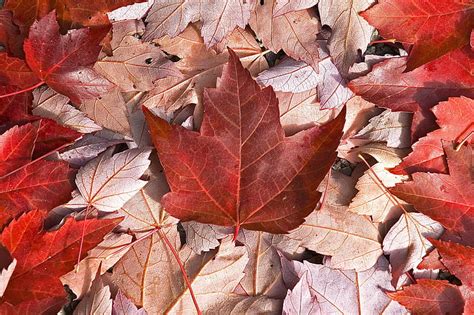 HD wallpaper: canada, canadian, flag, flags, leaf, maple | Wallpaper Flare