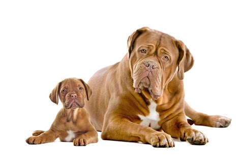 How Much Does A Dogue De Bordeaux Weigh