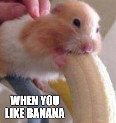 Hamster Memes Collection - Hamster Sad Eating Banana