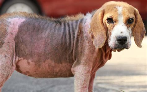 35+ Dog Has Scabs On Back And Losing Hair - PaagulanUsef